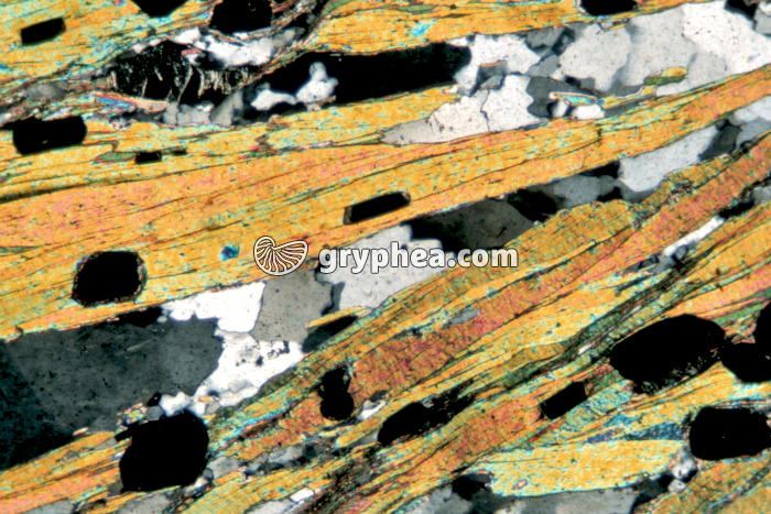 Micaschiste LPA x10 - gryphea.com